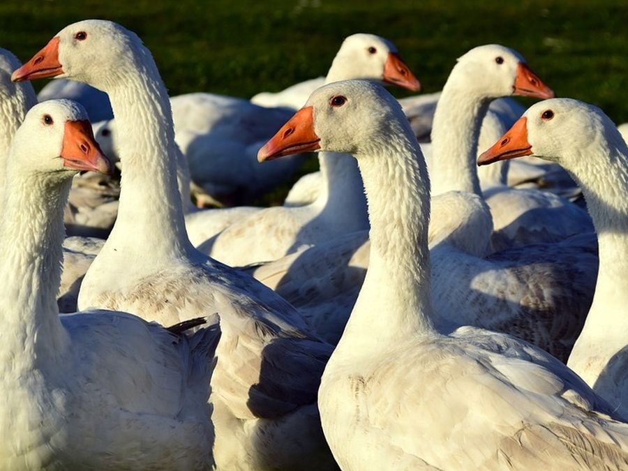 Gęsi