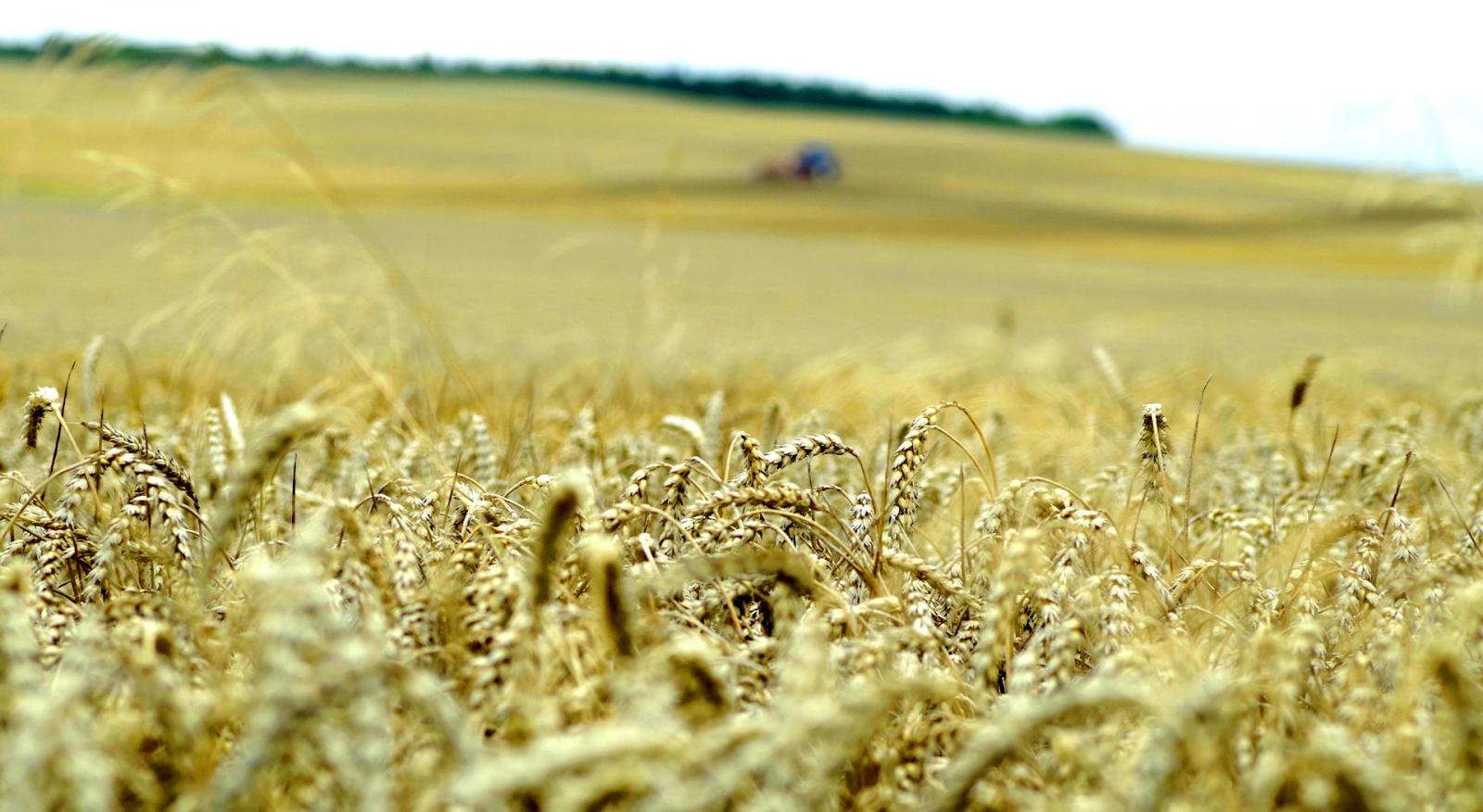 Pole zboże