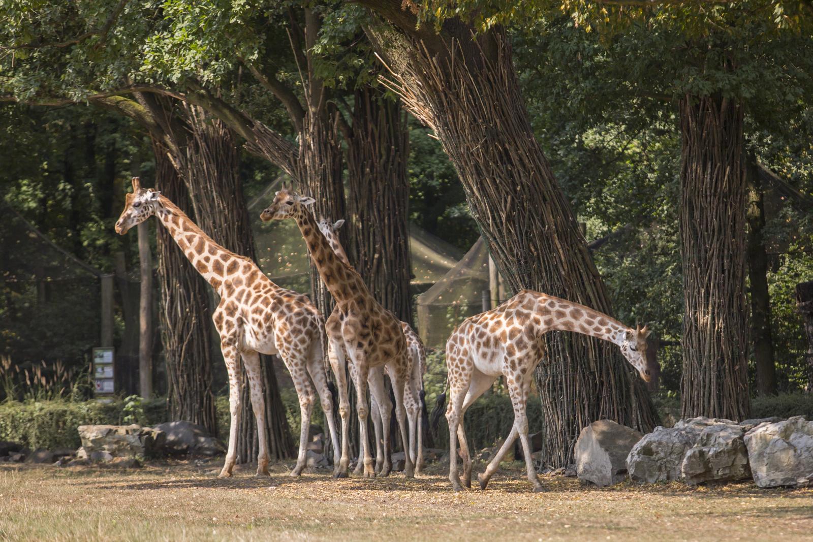 Żyrafy, fot. J. Małkowski