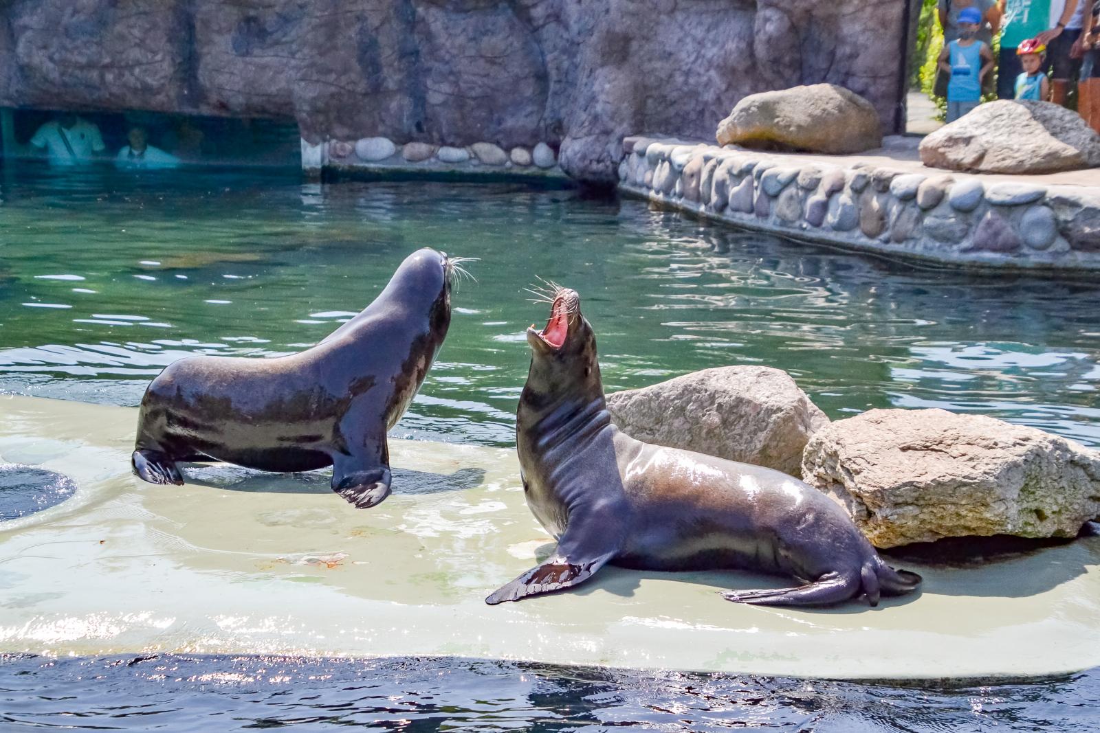 Uchatki kalifornijskie, fot. A. Parkitna