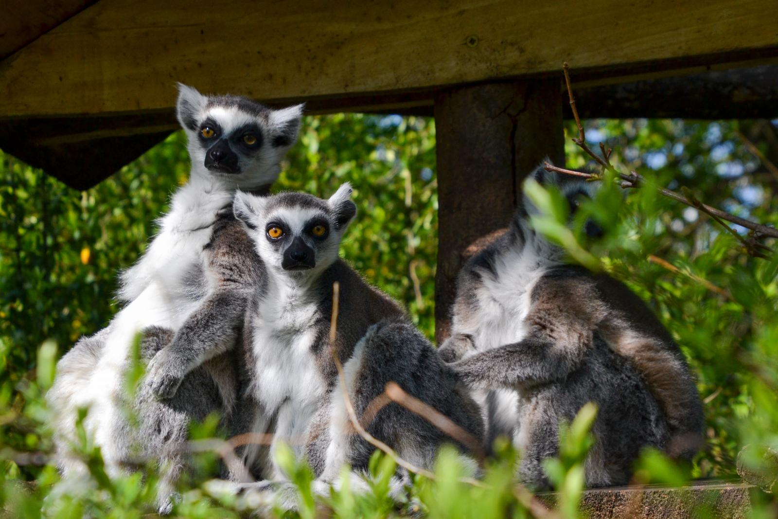 Lemury, fot. A. Parkitna