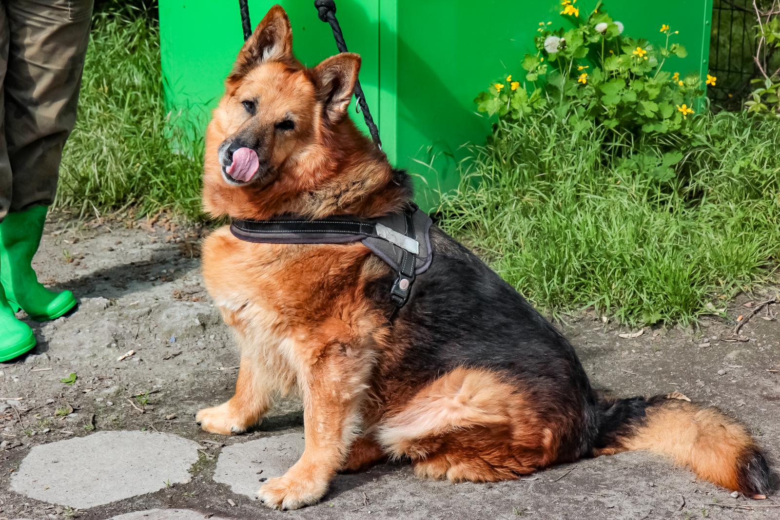 13 - letnia Saba, fot. A. Parkitna