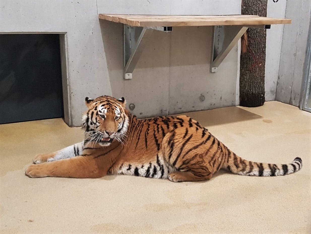 Diego tygrys syberyjski