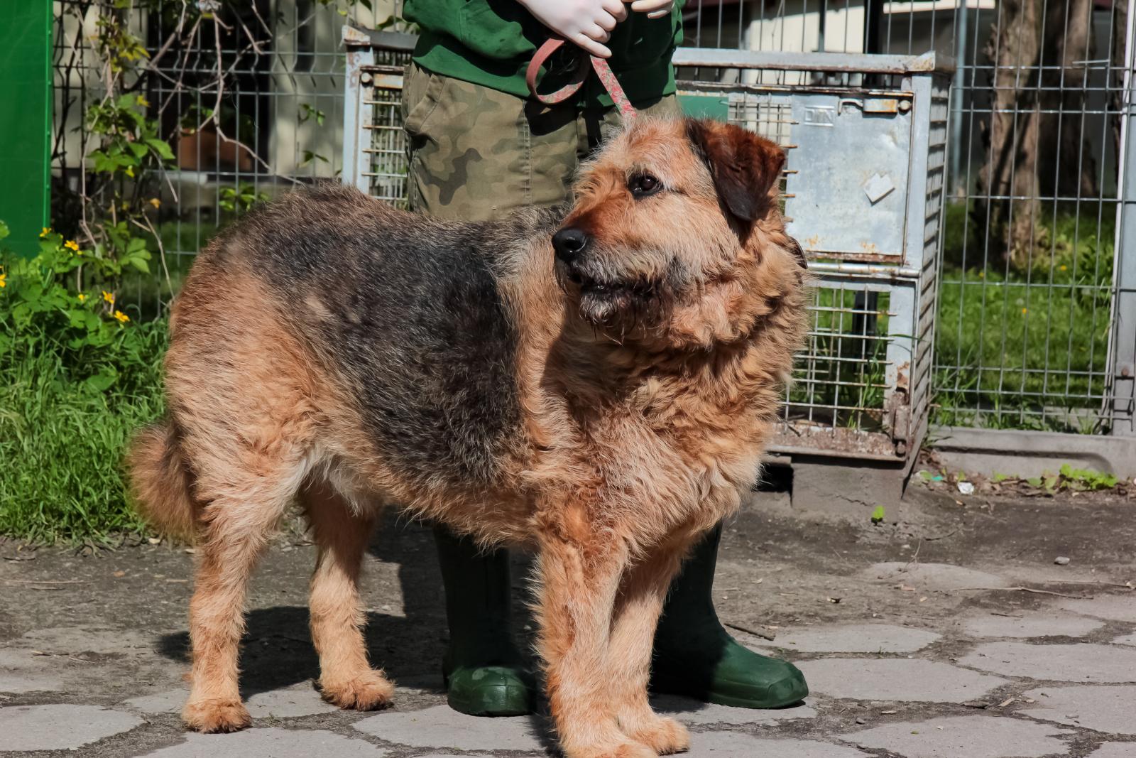 10 - letni Alf czeka na adopcję, fot. Anna Parkitna