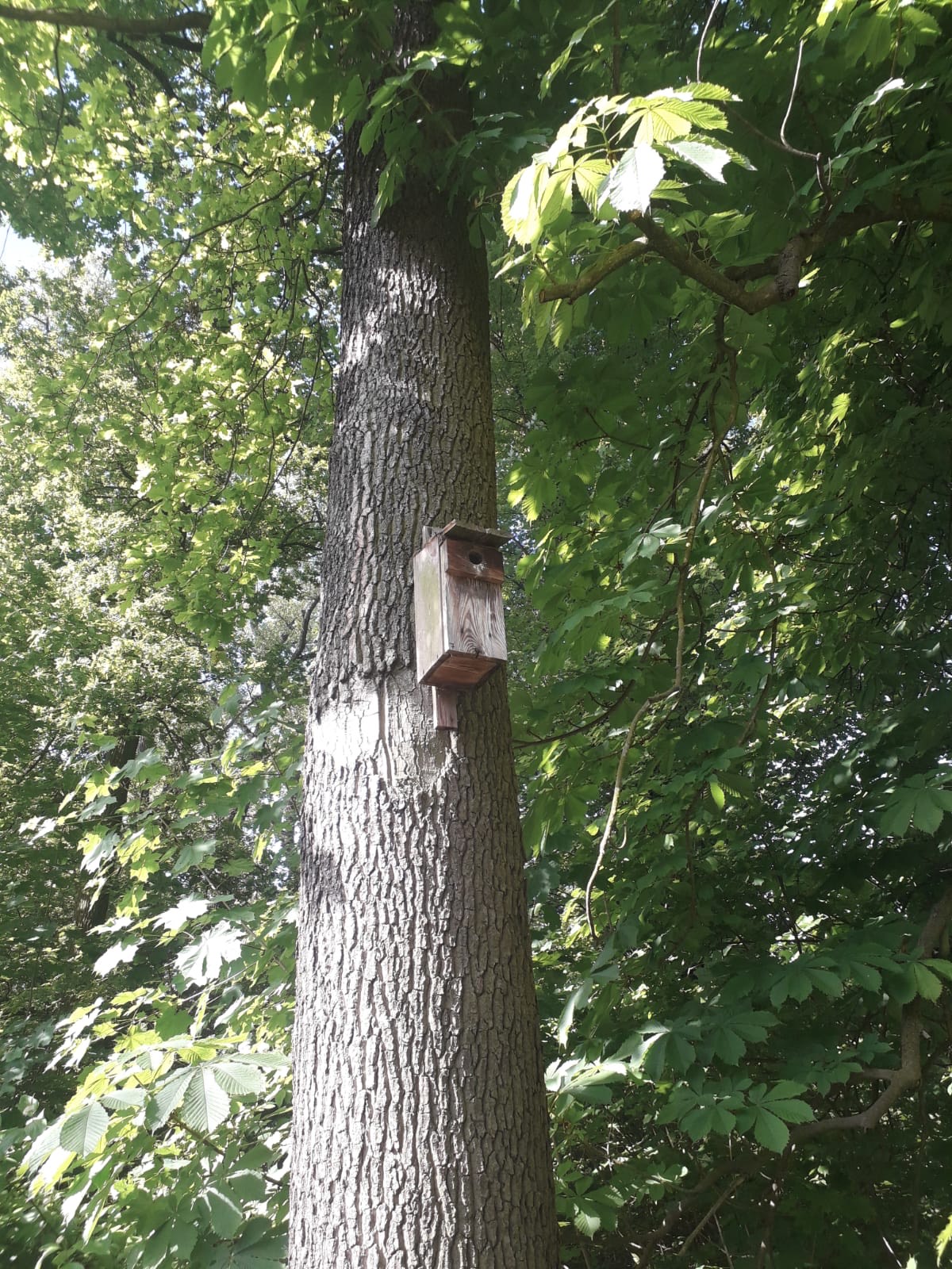 Budka lęgowa dla ptaków