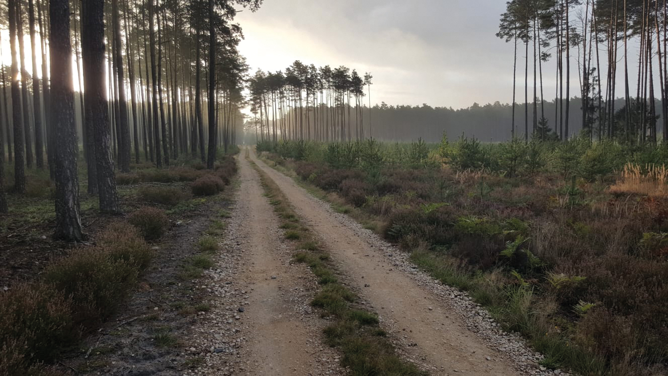 fot. Nadleśnictwo Opole