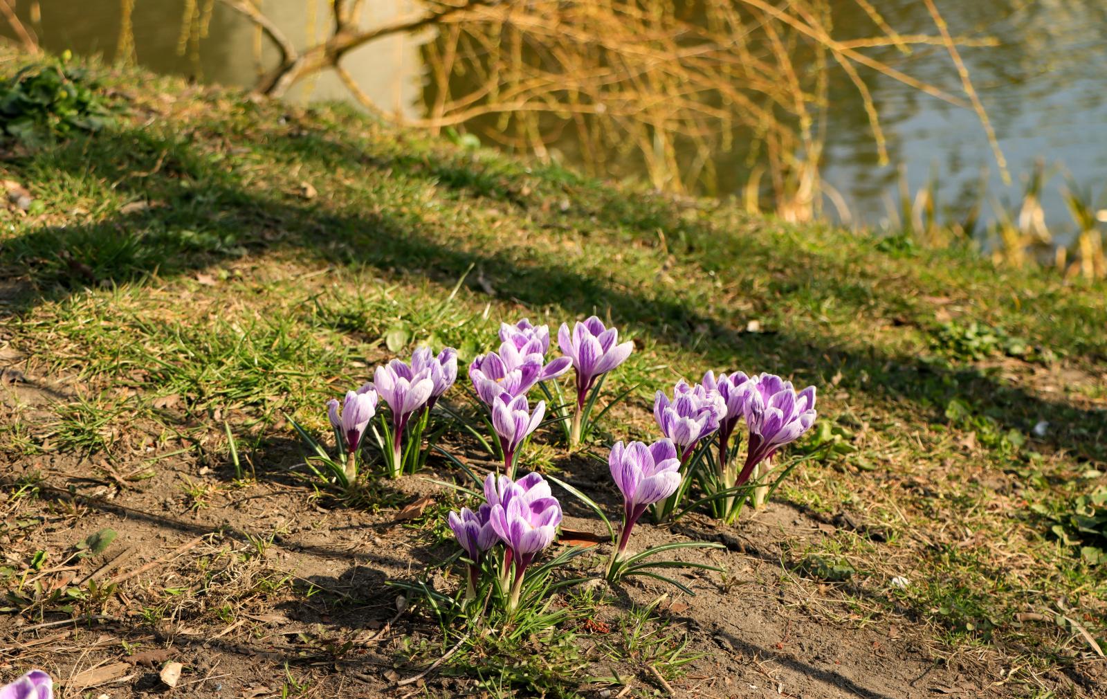 Krokusy, fot. Ania Parkitna