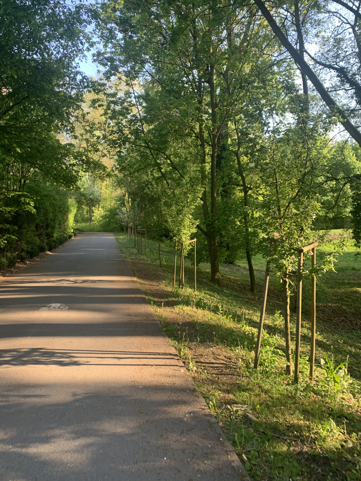 Nowe nasadzenia drzew