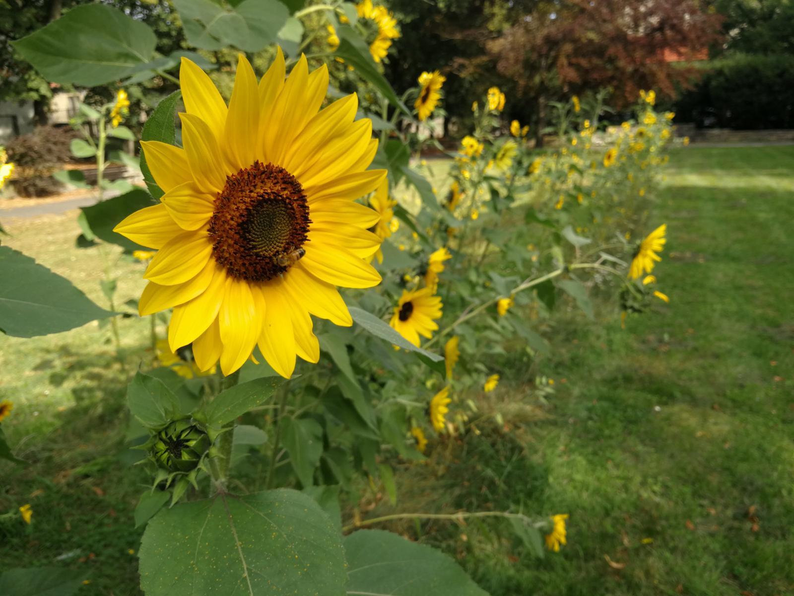 Rabaty słonecznikowe