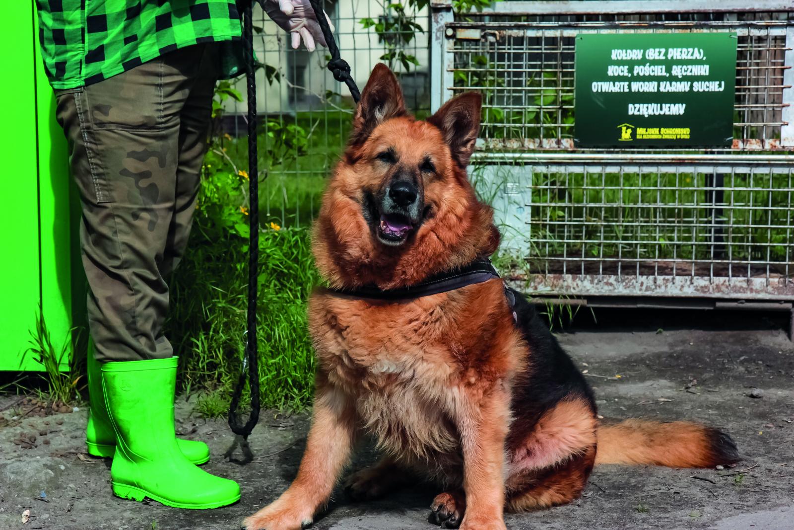 Saba, fot. Anna Parkitna