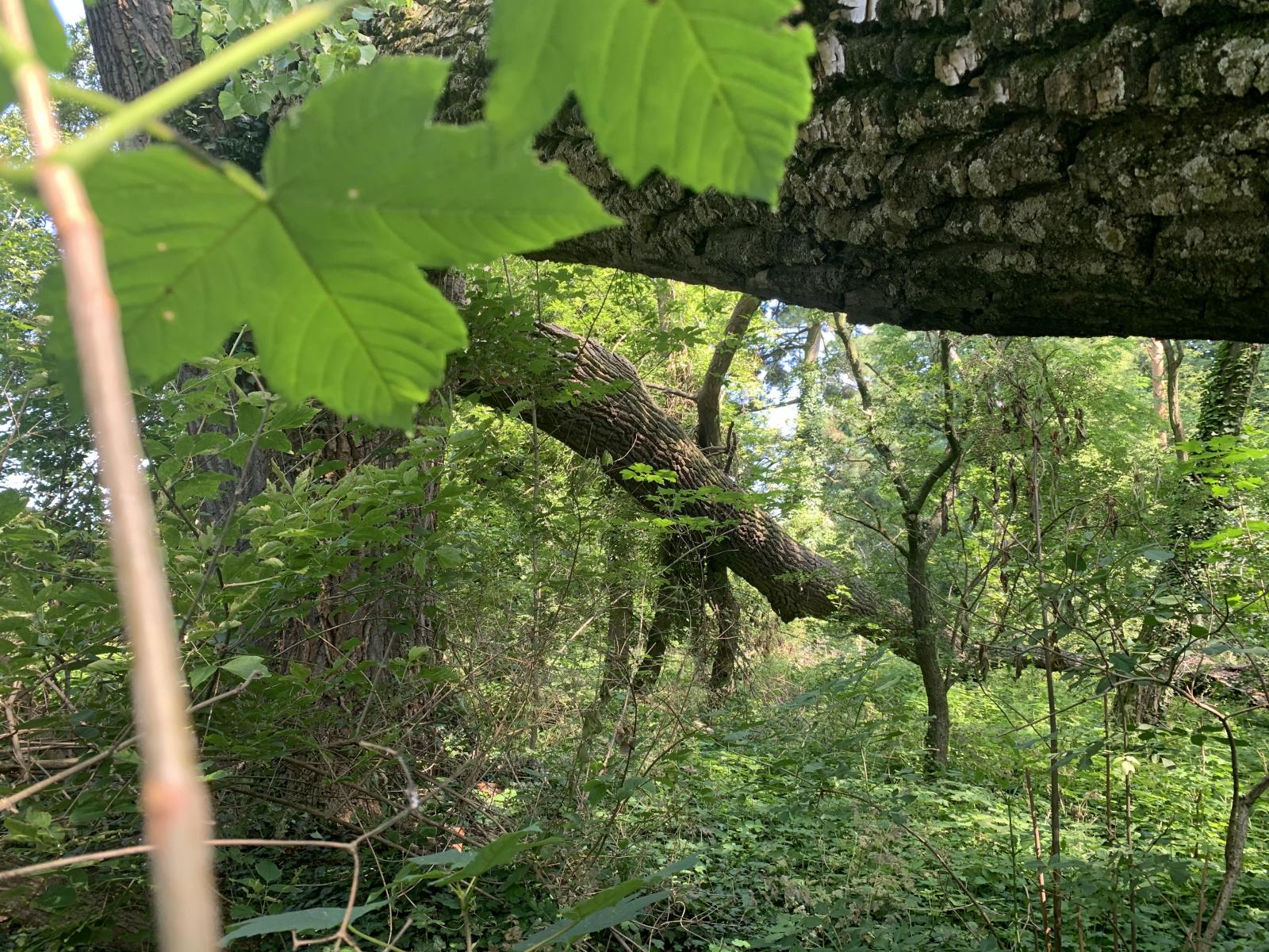 Złomy i wywroty pozostawione dla zwiększania bioróżnorodności terenu Wyspy Bolko