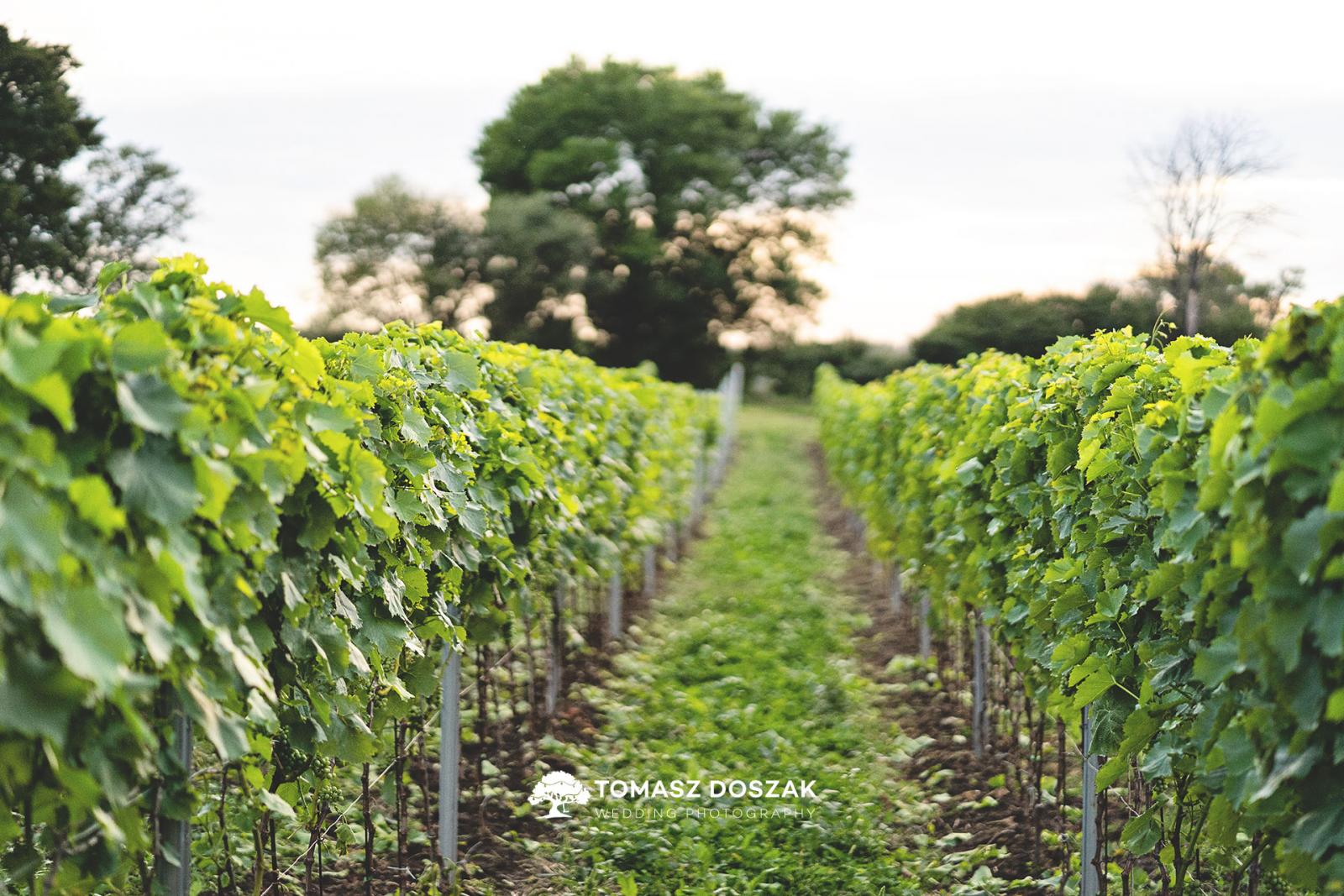 Fot.: Tomasz Doszak Fotografia