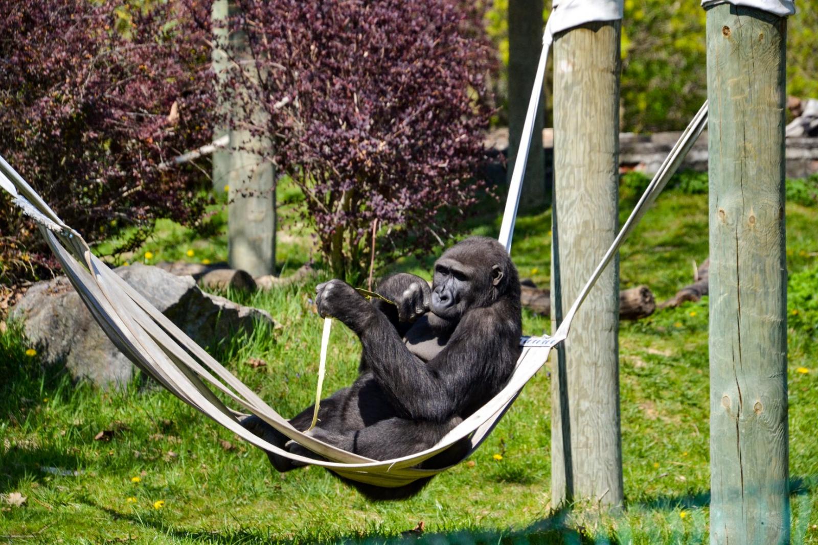 Goryl, fot. A. Parkitna