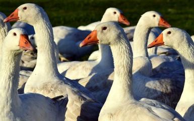Gęsi