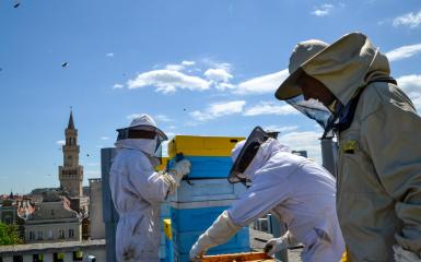 Pszczoły na dachu miejskiej pasieki
