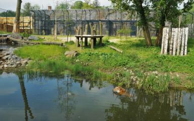 Tygrys Diego na wybiegu