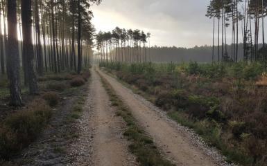 fot. Nadleśnictwo Opole