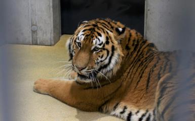 Tygrys syberyjski Diego