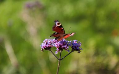 motyl, fot. Anna Parkitna
