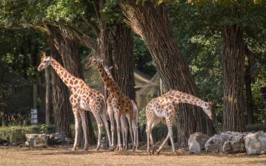 żyrafy, fot. A. Parkitna