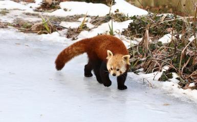 panda ruda fot. M. Bogdanowicz