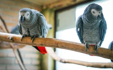 Papugi Żako - dorosłe