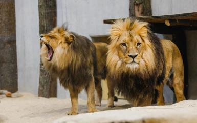 Atos i Portos, lwy opolskie