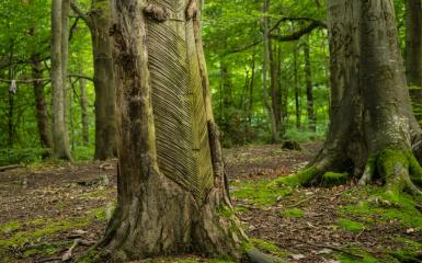  Las przy kamionce w Falmirowicach