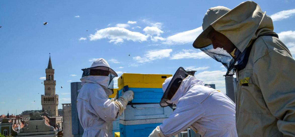 Pszczoły na dachu miejskiej pasieki