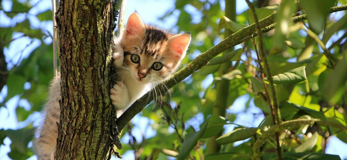 Kot na drzewie