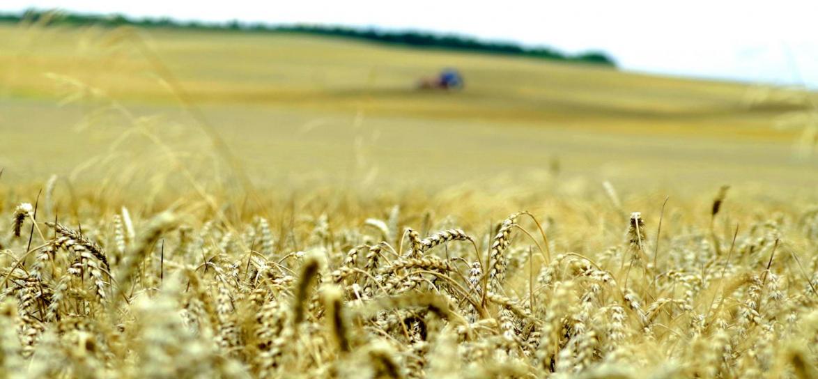 Pole zboże