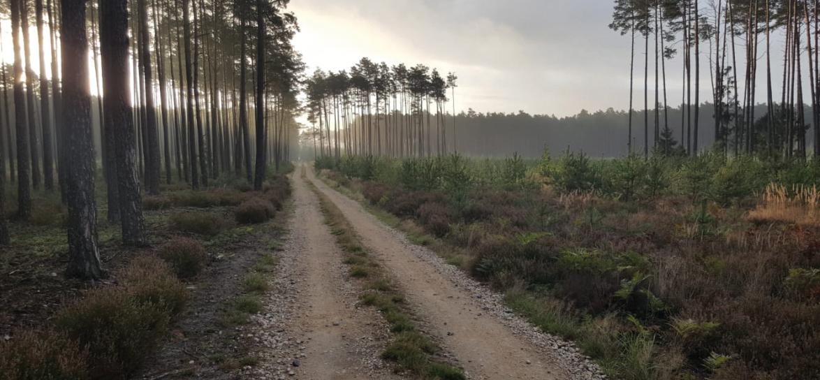 fot. Nadleśnictwo Opole