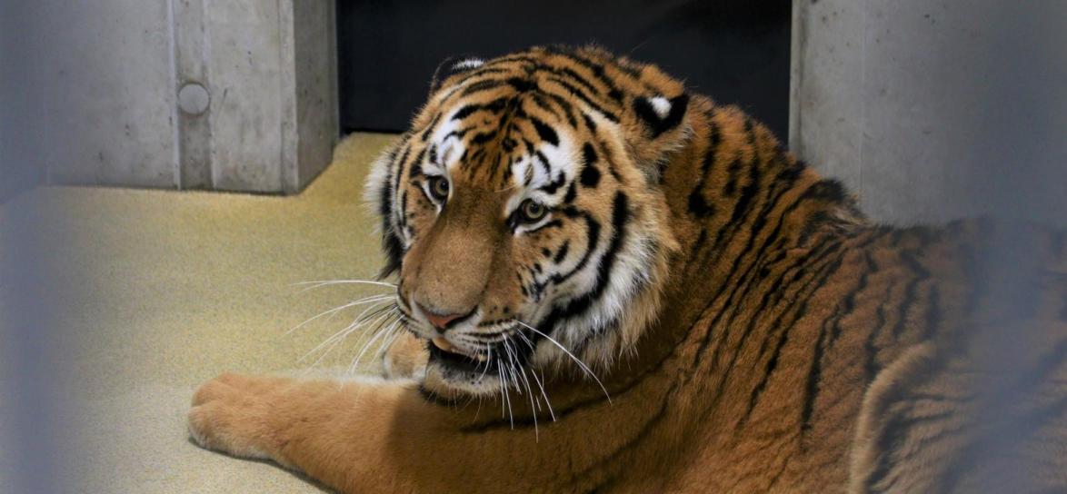 Tygrys syberyjski Diego