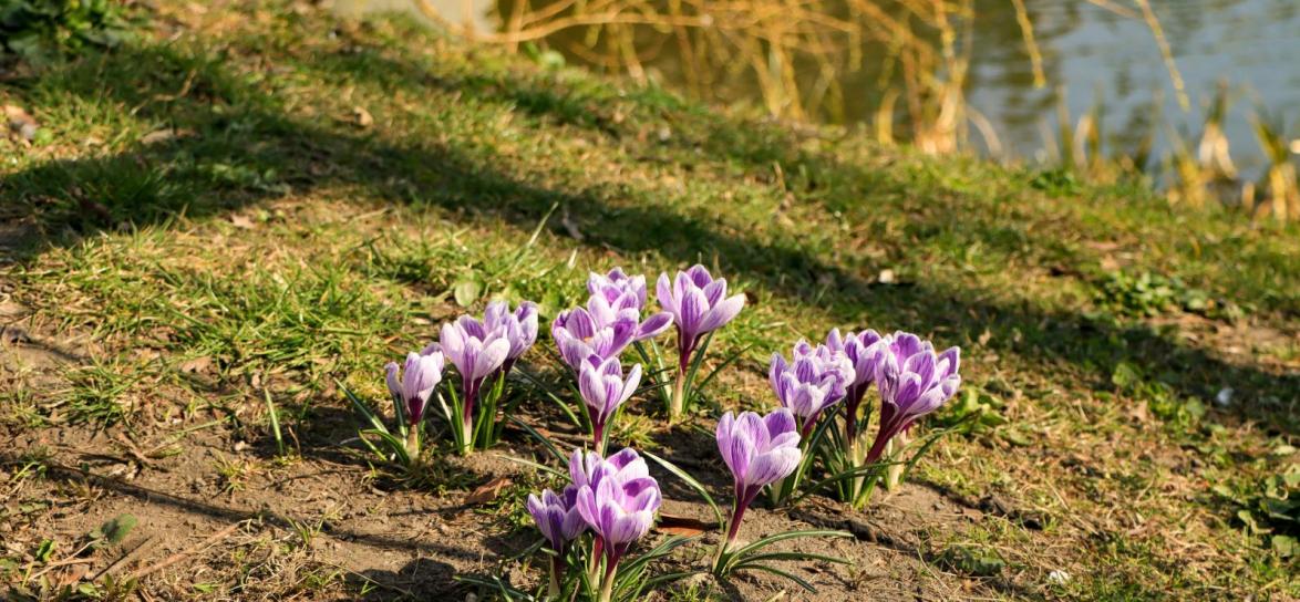 Krokusy, fot. Ania Parkitna