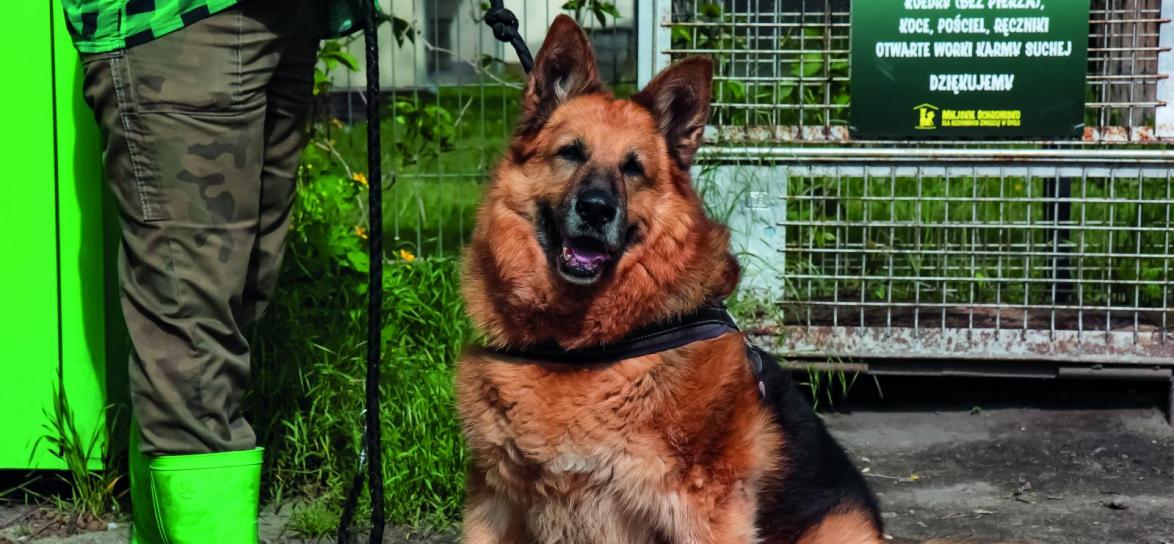 Saba, fot. Anna Parkitna