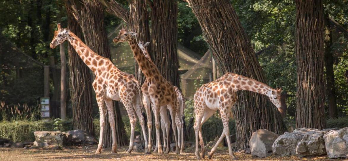 żyrafy, fot. A. Parkitna