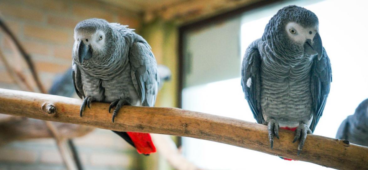 Papugi Żako - dorosłe