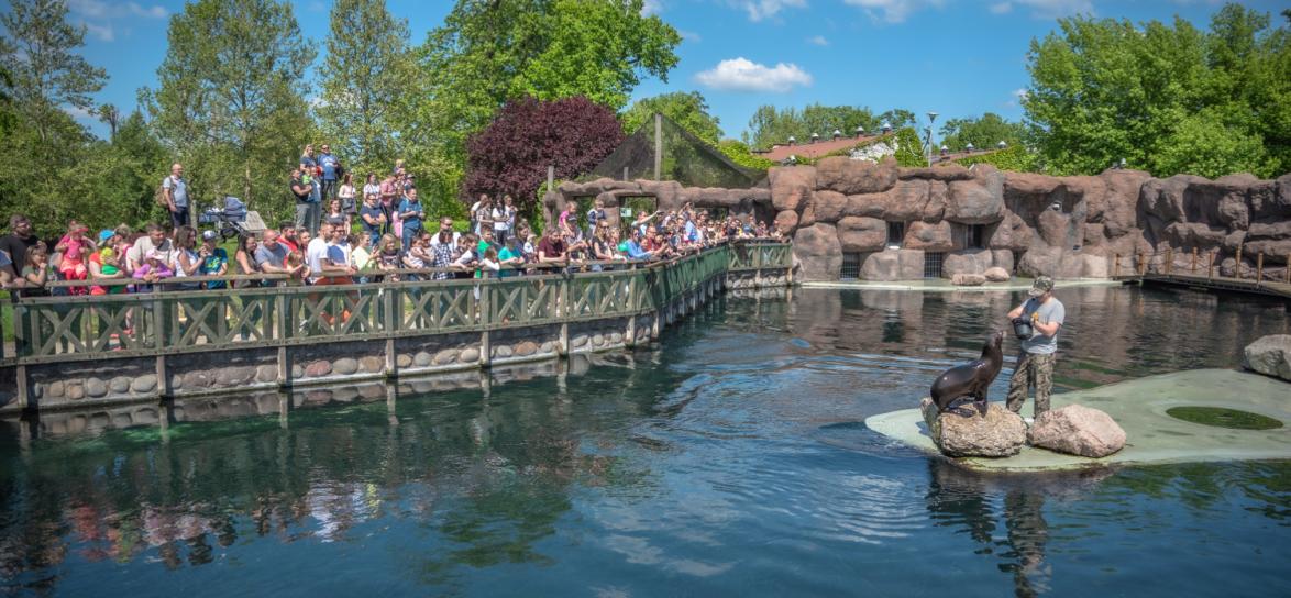 Basen z uchatkami Zoo Opole