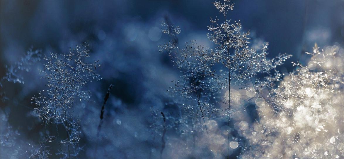 Zamarznięty na liściach deszcz.