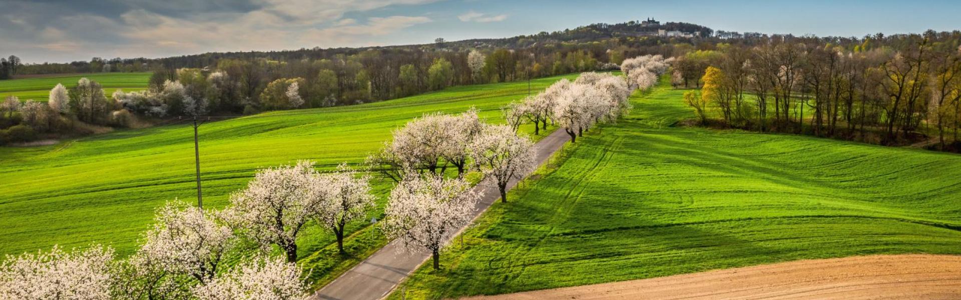 Aleja Czereśniowa, fot. Paweł Szpala