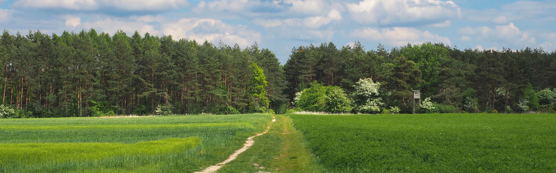 Szlak rowerowy przed Kamieniem Śląskim