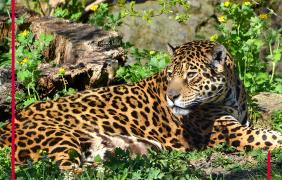 Lampard w ZOO Opole Lampard w ZOO Opole