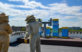 Pasieka miejska na dachu Spółdzielni Odnowa