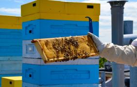 Pasieka miejska na dachu Spółdzielni Odnowa