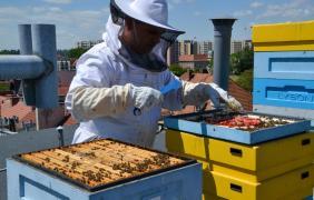 Pasieka miejska na dachu Spółdzielni Odnowa