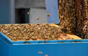 Pasieka miejska na dachu Spółdzielni Odnowa