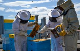 Pasieka miejska na dachu Spółdzielni Odnowa