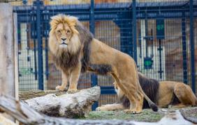 Atos i Portos, Zoo  Atos i Portos, Zoo