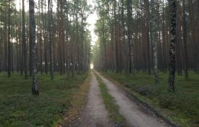 Nadleśnictwo Opole Nadleśnictwo Opole