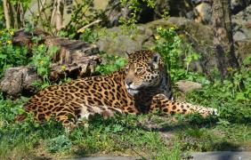 fot. Anna Parkitna Jaguar